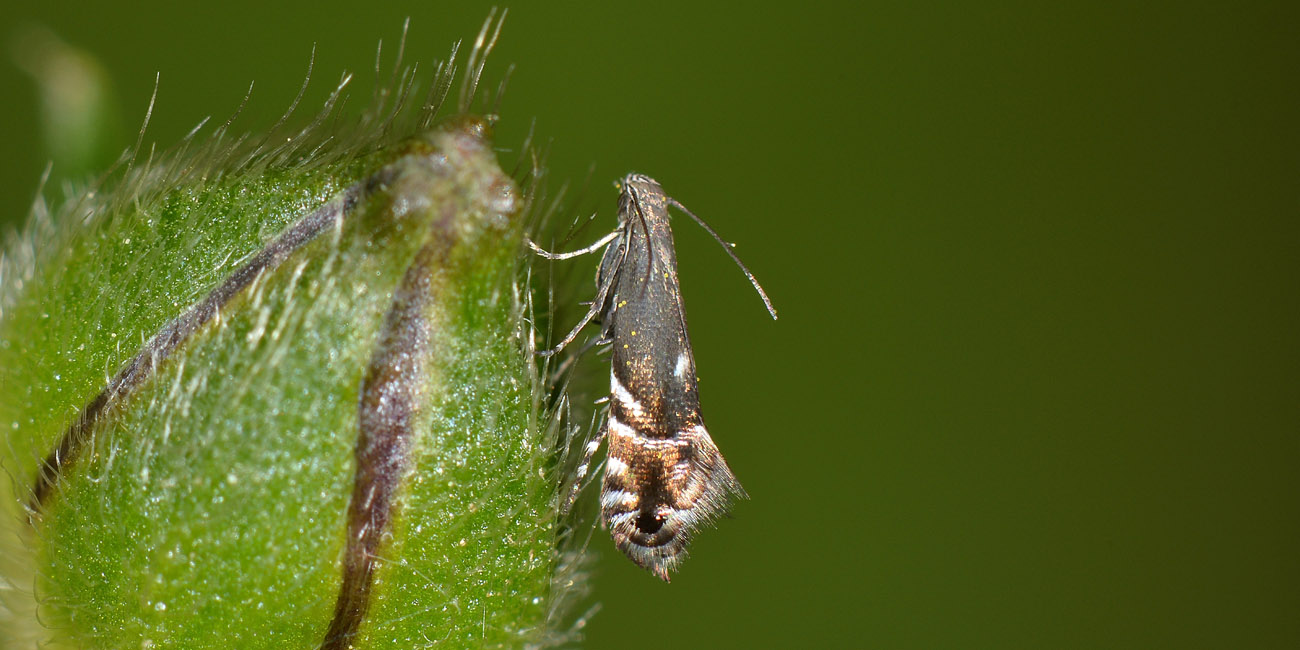 Glyphipterigidae: Glyphipterix simplicella